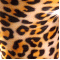 Leopard Snow (273)