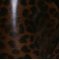 Leopard smoky