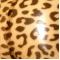 Leopard transparent