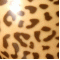 Leopard semitransparent (279)
