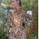 Leopardess